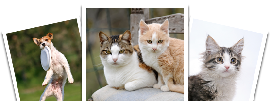 Ocean Acres Veterinary Office Veterinarian Serving Stafford