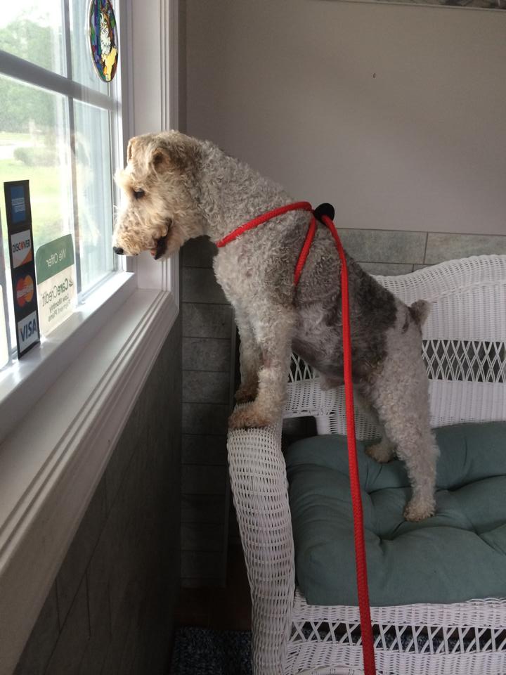 dog looking out window